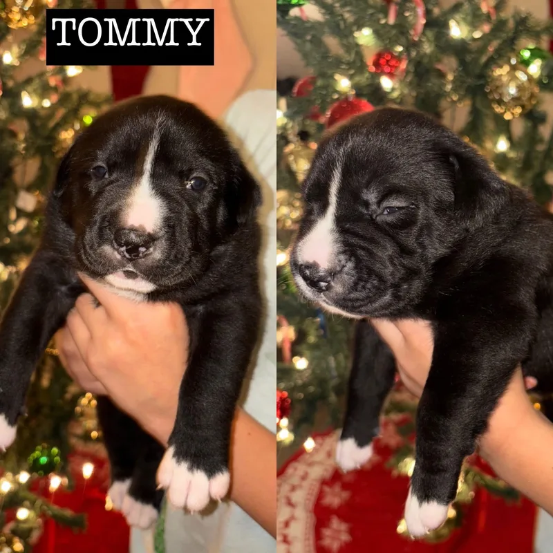 Momma Eleni Boys thumbnail 4