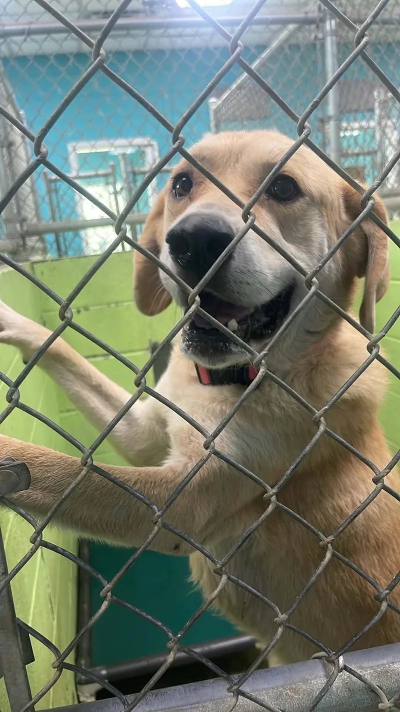 A senior medium-sized female Apricot / Beige Labrador Retriever dog named Joonie for adoption in Fort Payne, AL