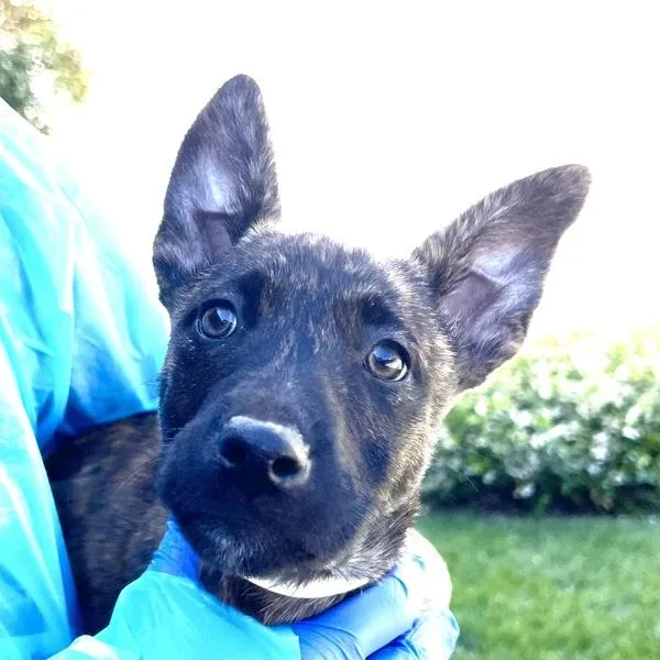 A baby large-sized female Dutch Shepherd dog named Lupe for adoption in Walnut Creek, CA
