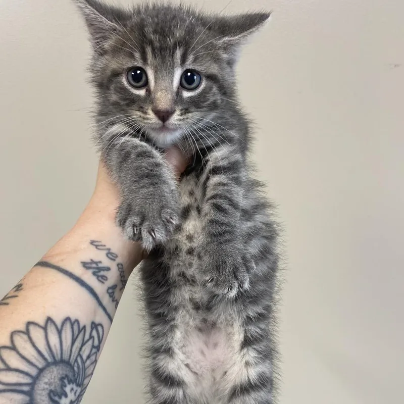 A baby small-sized male Gray / Blue / Silver Domestic Short Hair cat named Yama for adoption in Norfolk, NE