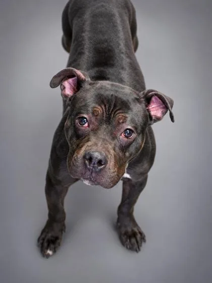 An adult medium-sized female Pit Bull Terrier dog named Willow for adoption in Bowling Green, KY
