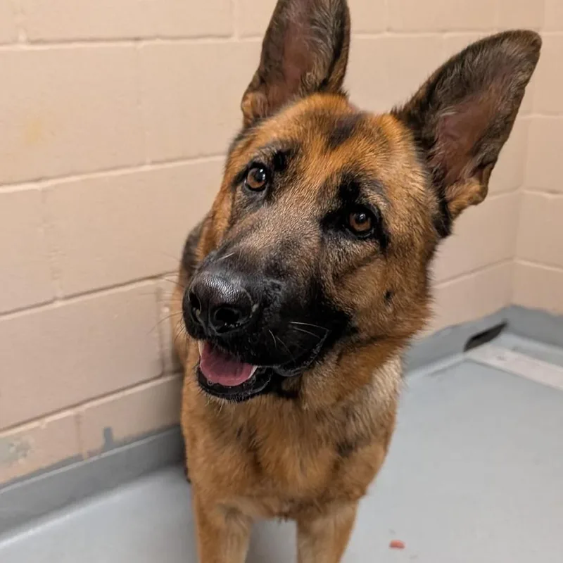 An adult large-sized female Black German Shepherd Dog dog named Shyann Sadie for adoption in Tacoma, WA