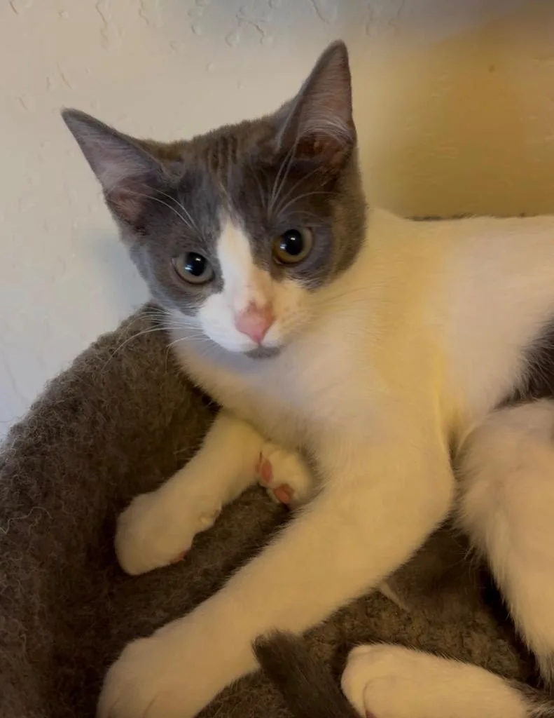 A baby small-sized female Domestic Short Hair cat named Midge for adoption in Brookings, OR