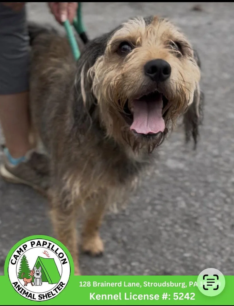 An adult medium-sized male Terrier dog named Scooby for adoption in Stroudsburg, PA