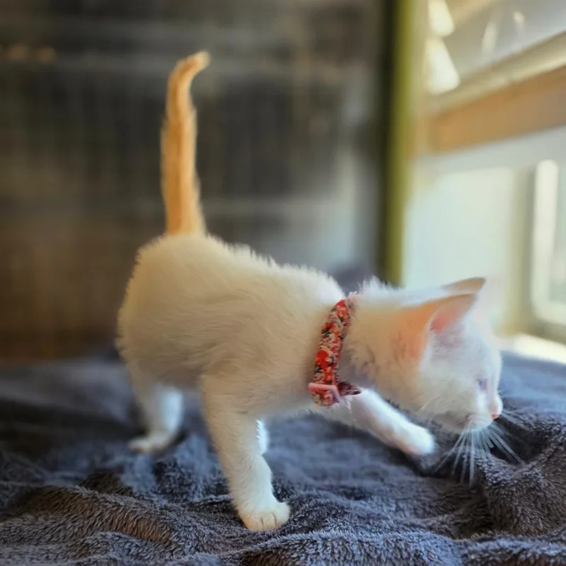 A baby small-sized male White Siamese cat named Ember for adoption in Fort Worth, TX