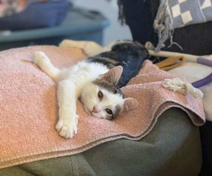 A baby small-sized female Domestic Short Hair cat named Brynne for adoption in Hagerstown, MD