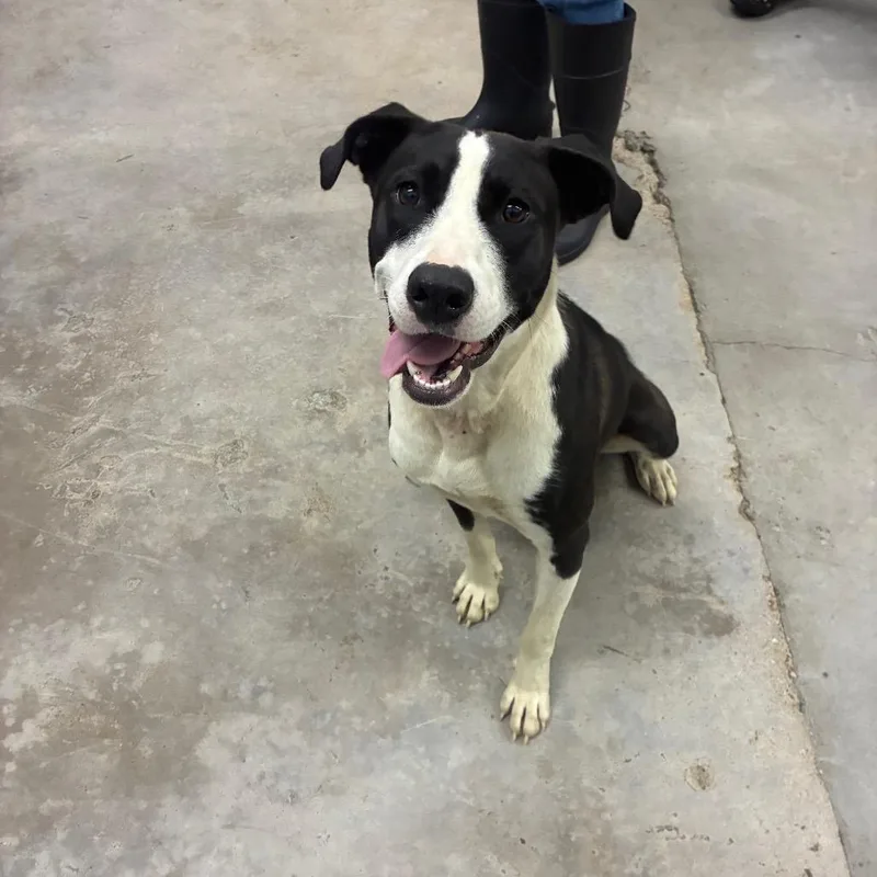 An adult medium-sized female White / Cream Mixed Breed dog named Selena for adoption in Corbin, KY