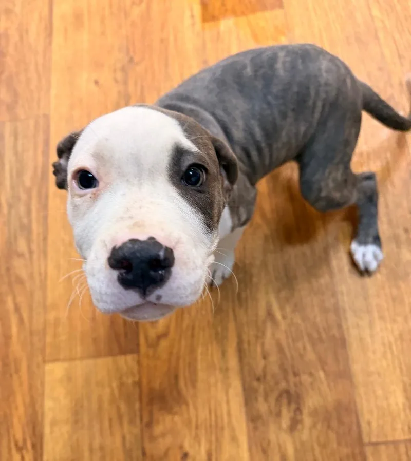 A baby large-sized female Mixed Breed dog named Zendaya for adoption in Ocala, FL