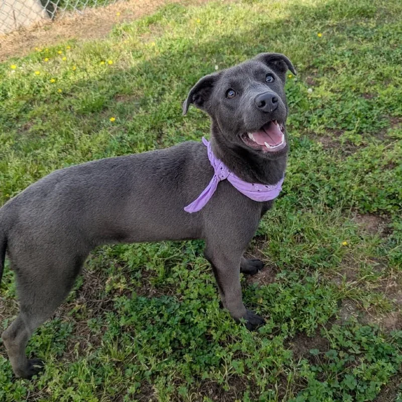 A young medium-sized female Gray / Blue / Silver Mixed Breed dog named Batty for adoption in Columbiana, AL