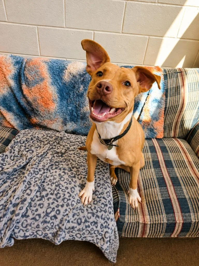 A young medium-sized female Mixed Breed dog named Sissy for adoption in Rome, GA