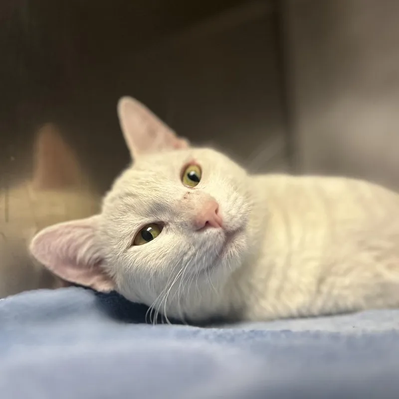 An adult large-sized male White Domestic Medium Hair cat named Colonel Sanders for adoption in Charleston, WV