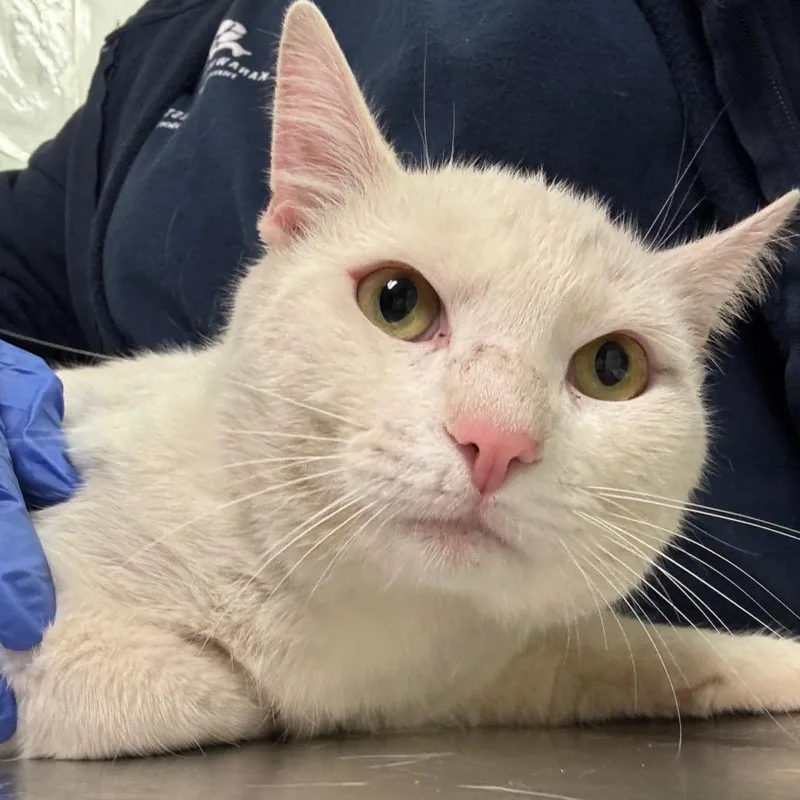 Colonel Sanders thumbnail 2