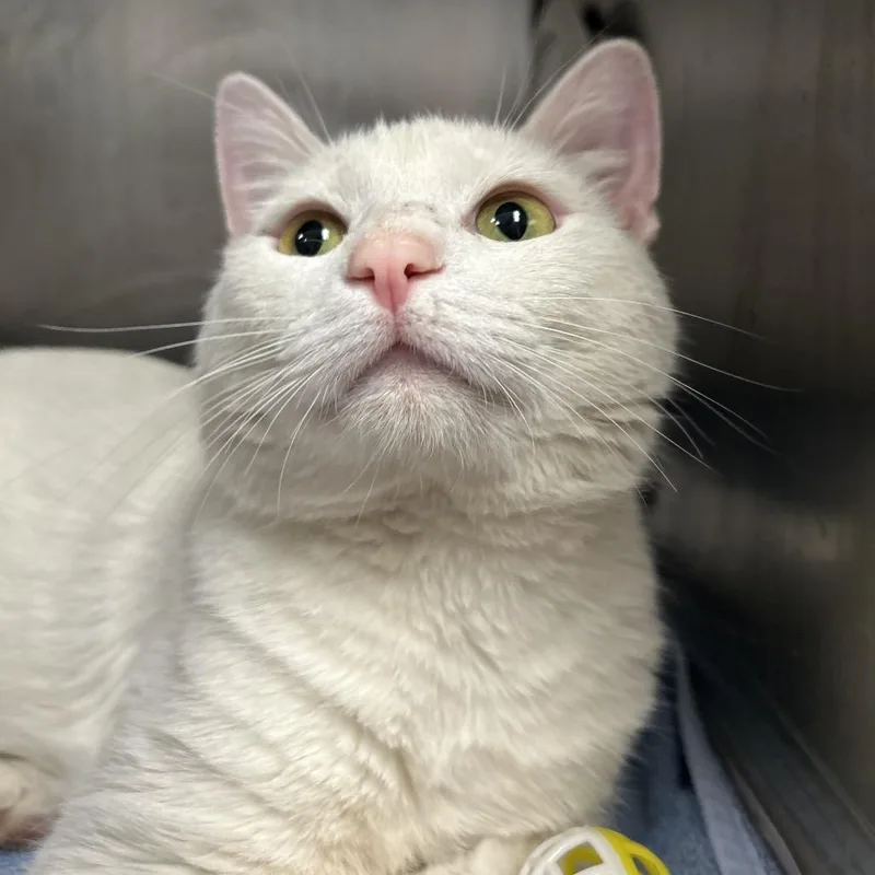 Colonel Sanders thumbnail 3