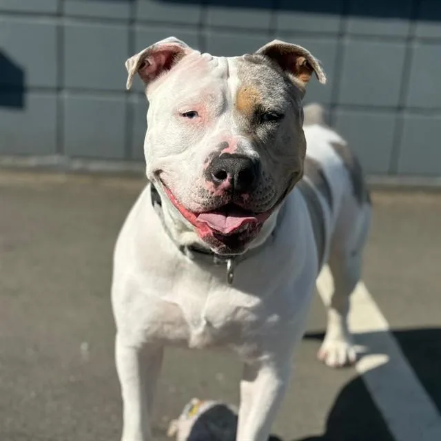 An adult large-sized female Staffordshire Bull Terrier dog named Shellsea for adoption in Alameda, CA