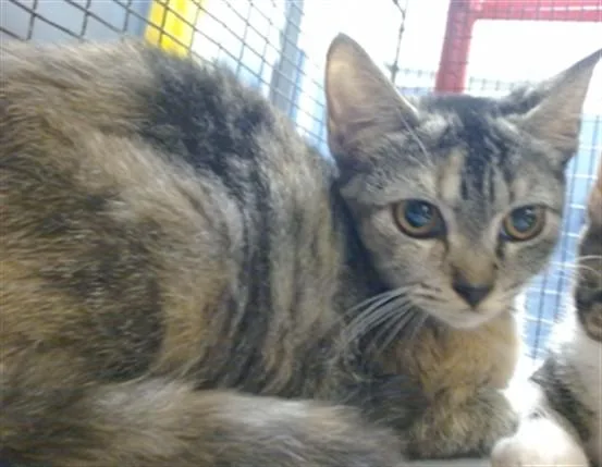 A baby small-sized female Domestic Short Hair cat named Ashley for adoption in Miami, FL