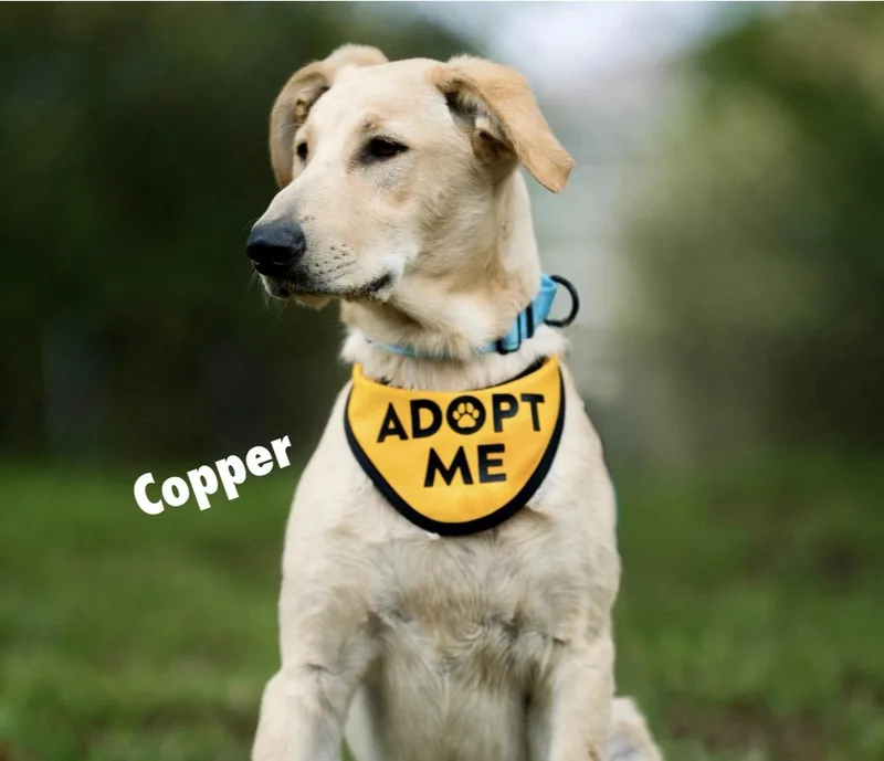 Copper
