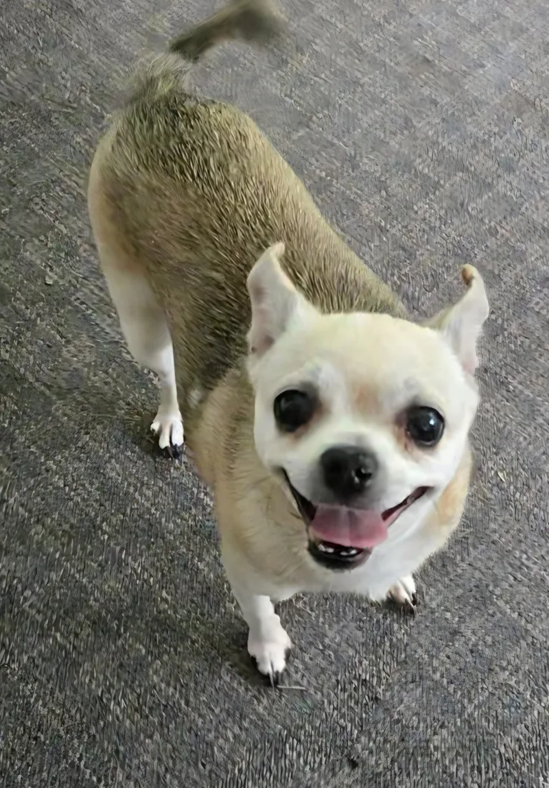 Sis