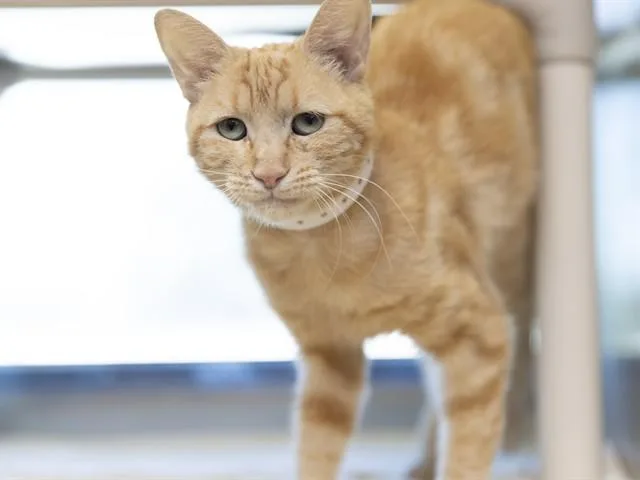 A young medium-sized female Domestic Short Hair cat named Honey for adoption in Phoenix, AZ