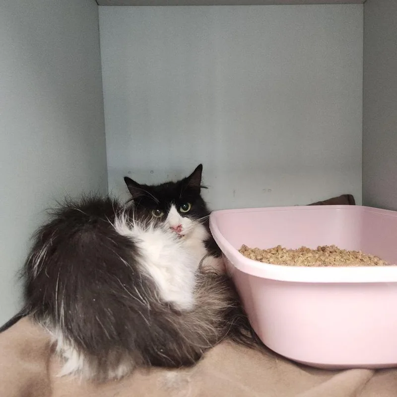 A young small-sized female Black Domestic Long Hair cat named Wave for adoption in Kingman, AZ