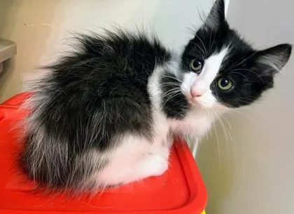 A baby small-sized female Black Domestic Medium Hair cat named Jasmine for adoption in Kansas City, MO