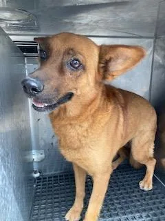 An adult medium-sized female Mixed Breed dog named Cherry for adoption in Dallas, TX