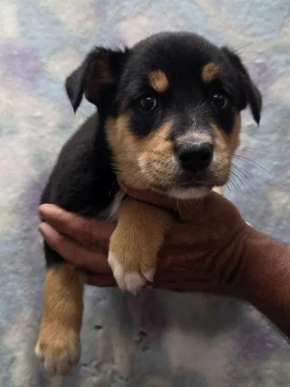 A baby medium-sized female Australian Shepherd dog named Ruffles for adoption in Malvern, PA