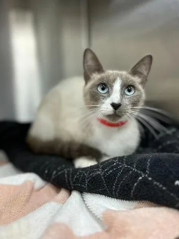 A young small-sized female Domestic Short Hair cat named Mertyl for adoption in Thousand Oaks, CA