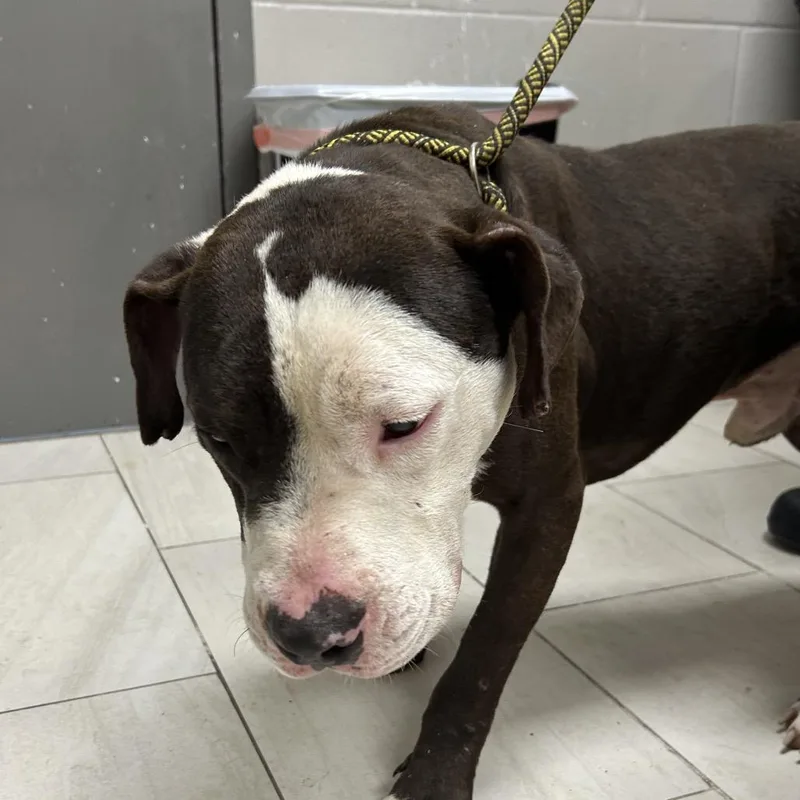 An adult medium-sized male Brown / Chocolate Pit Bull Terrier dog named Savior for adoption in Lufkin, TX