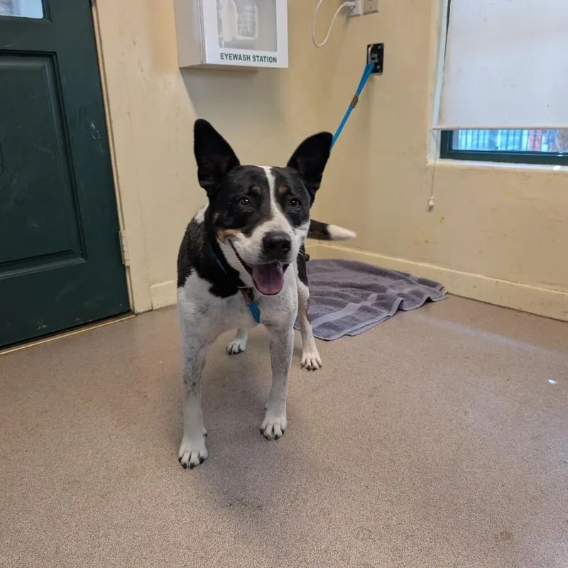 A young large-sized female Black Cattle Dog dog named Jellybean for adoption in Pasadena, CA