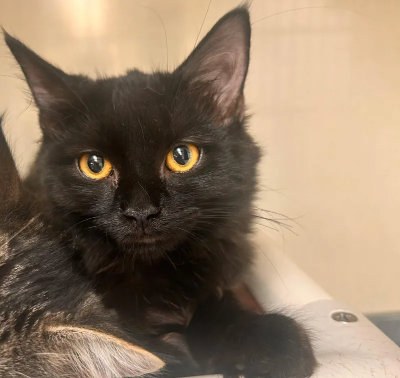 A baby medium-sized female Black Domestic Medium Hair cat named Penelope for adoption in Saint Marys, PA