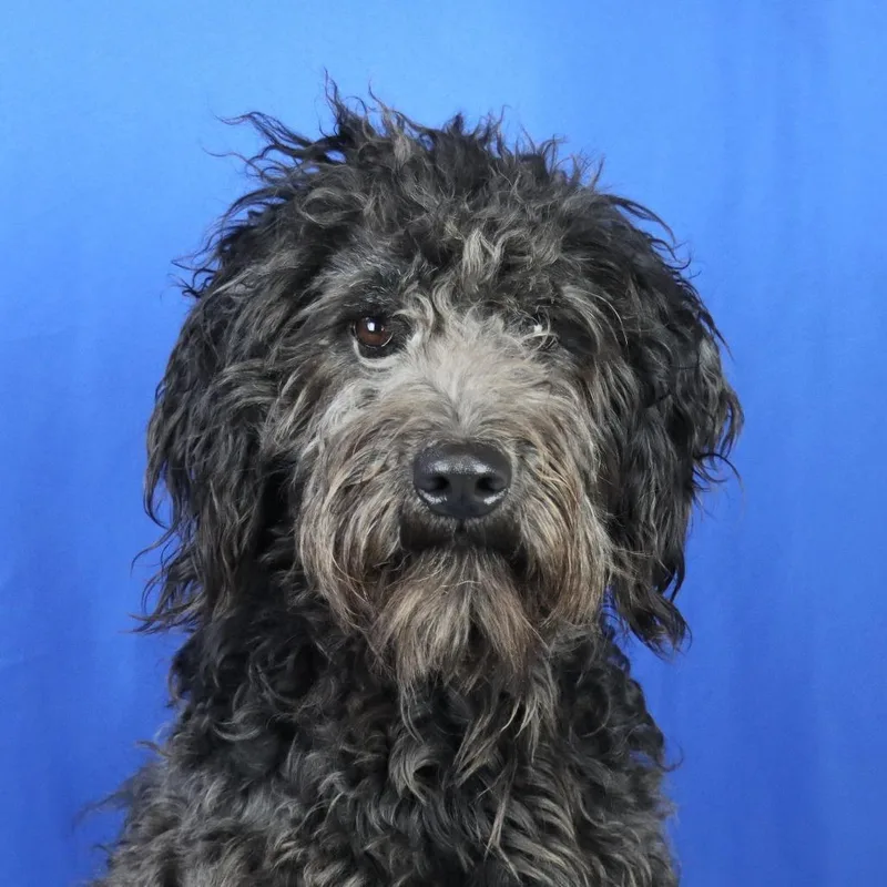A young medium-sized female Black Standard Poodle dog named Dreka for adoption in Cumberland, RI