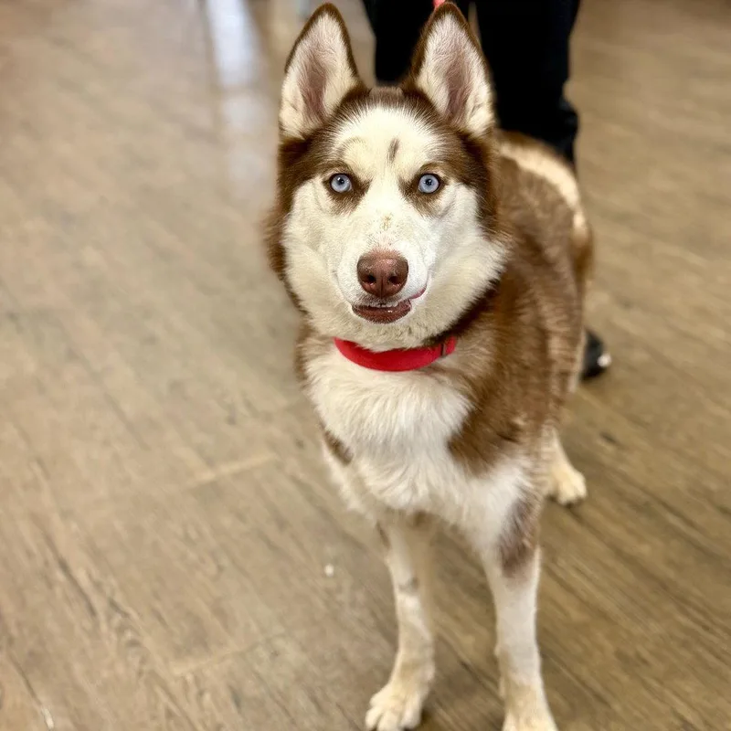 A young medium-sized female Siberian Husky dog named Cece for adoption in Bloomfield, CT