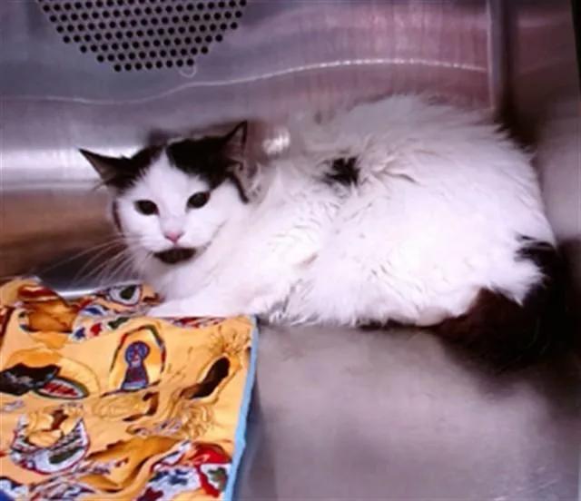 A young medium-sized female Domestic Short Hair cat named Sally for adoption in Albuquerque, NM