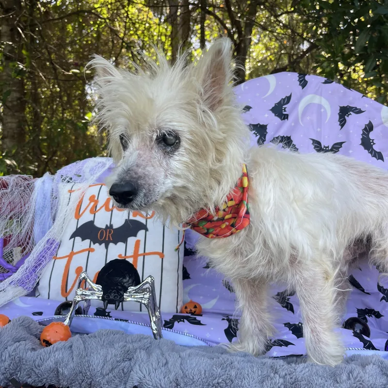 A senior small-sized male West Highland White Terrier / Westie dog named Keller for adoption in Sebring, FL