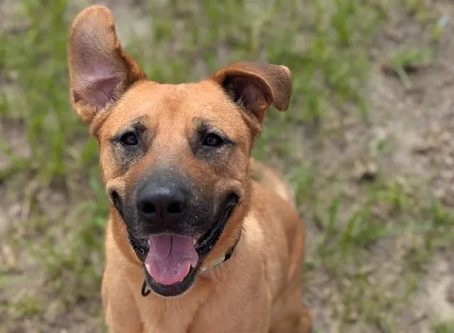 An adult large-sized male Black Mouth Cur dog named Acorn for adoption in Ocala, FL