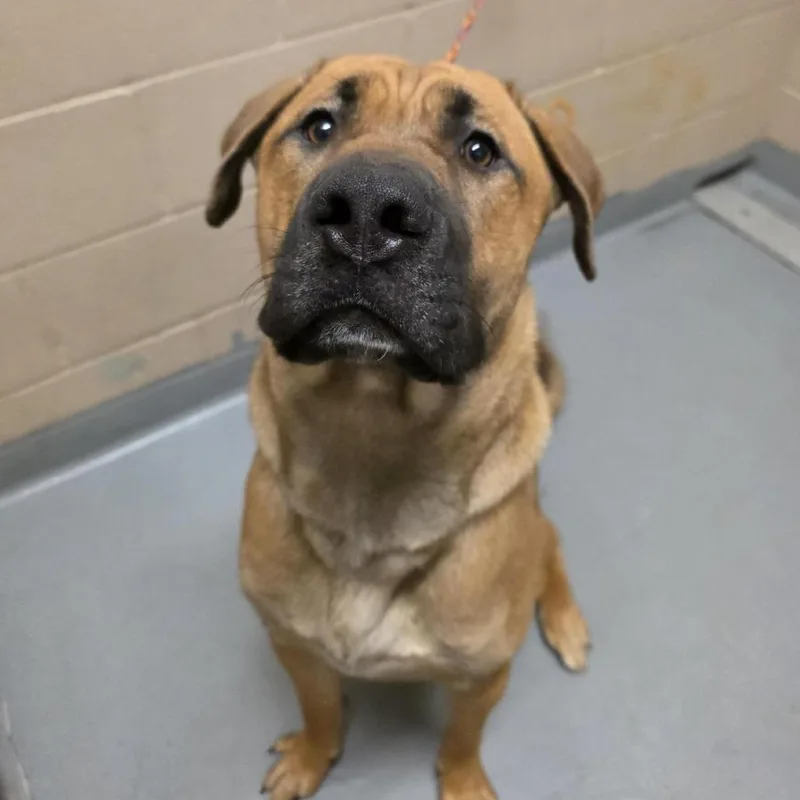 A young large-sized male Cane Corso dog named Champ for adoption in Tacoma, WA