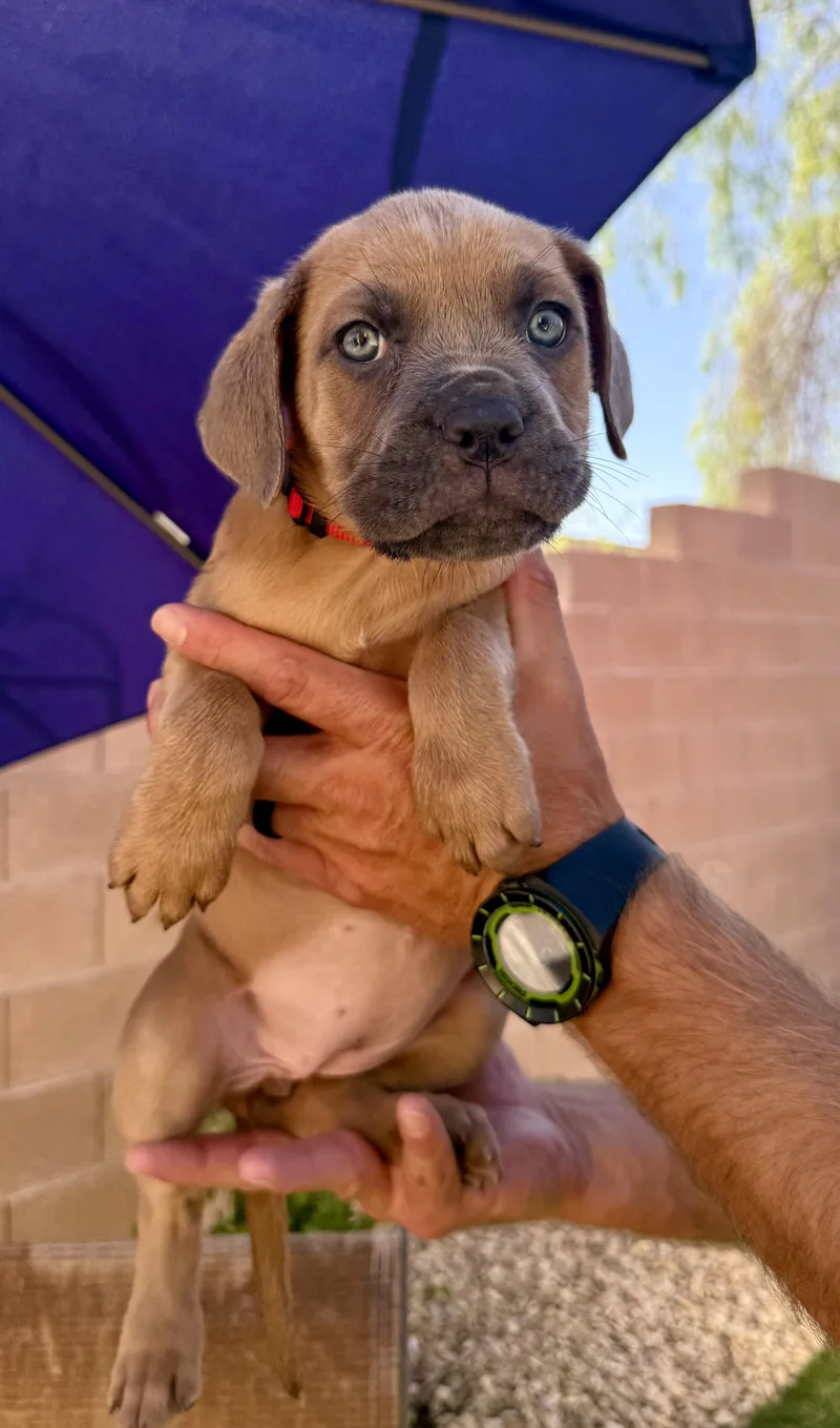 A baby medium-sized female Mixed Breed dog named Kenzie for adoption in Henderson, NV