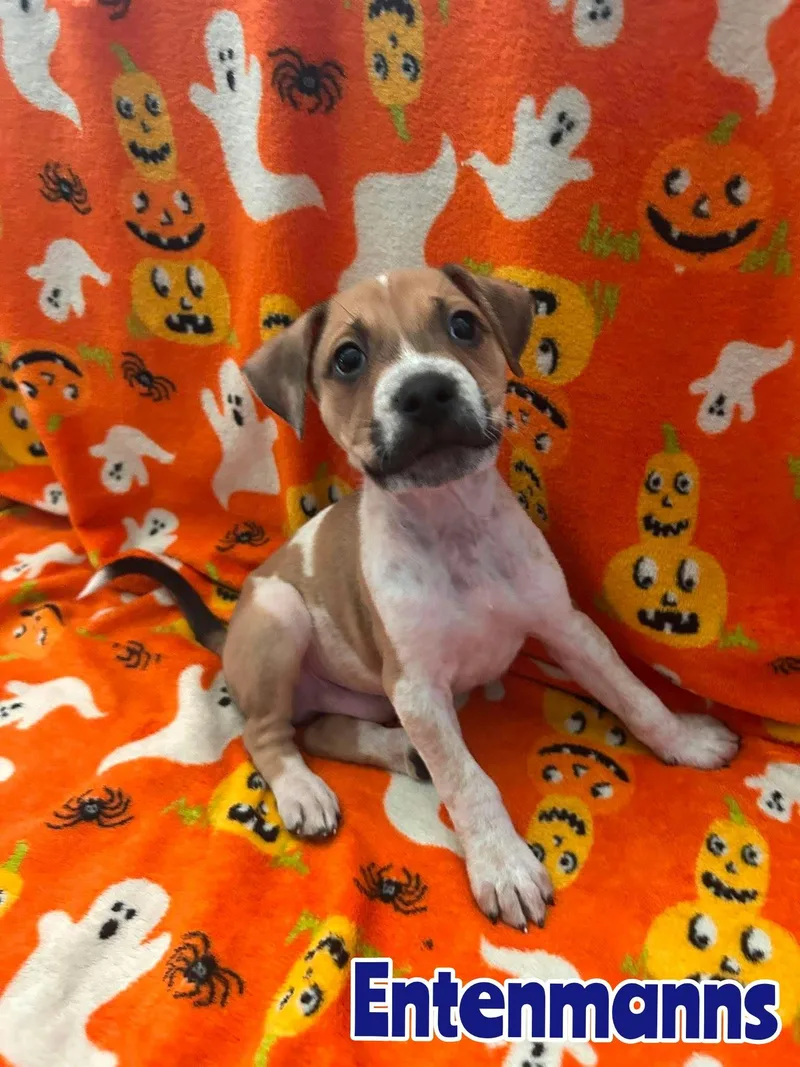 A baby large-sized male Australian Cattle Dog / Blue Heeler dog named Entenmanns for adoption in New Baltimore, MI