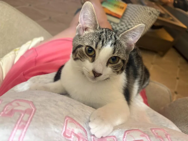 A young medium-sized female Tabby cat named Millie & Goose: bonded for adoption in Greenville, DE