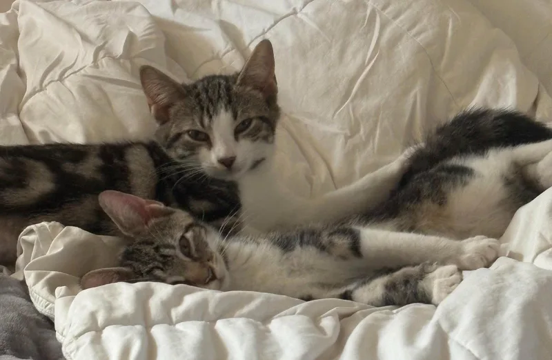 Millie & Goose: bonded thumbnail 2