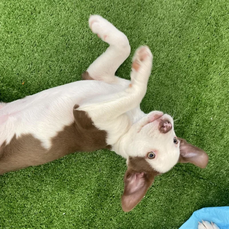A baby small-sized female White / Cream Pit Bull Terrier dog named Mabel for adoption in San Jacinto, CA