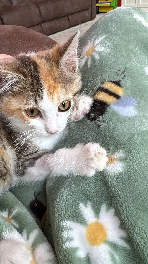 A baby medium-sized female Black & White / Tuxedo Domestic Short Hair cat named Chloe for adoption in Clinton Township, MI