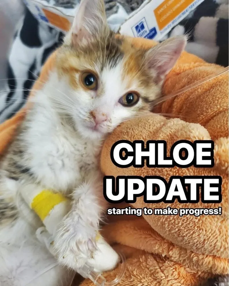 Chloe thumbnail 3