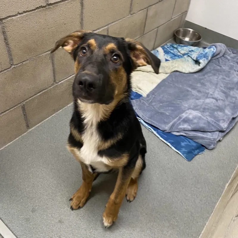An adult medium-sized male Black German Shepherd Dog dog named WAGSStray for adoption in Westminster, CA