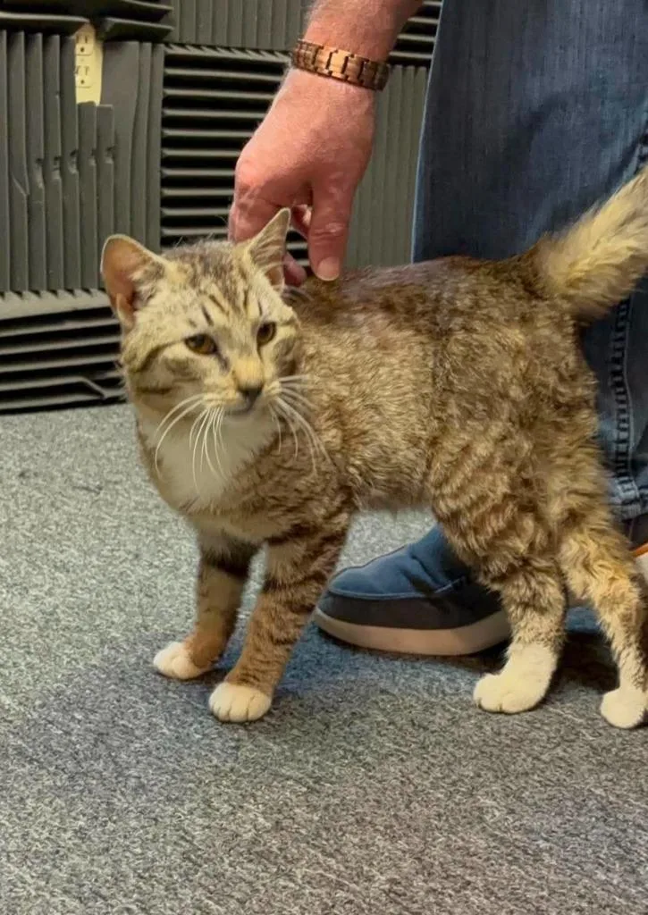 An adult small-sized male Domestic Short Hair cat named Coe for adoption in Hartsville, SC