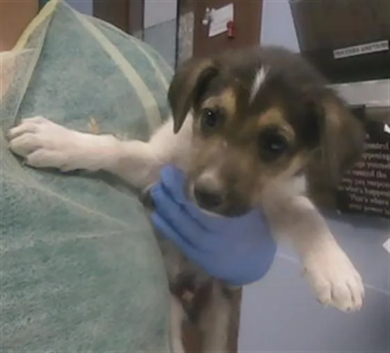 A baby small-sized male German Shepherd Dog dog named Porkchop for adoption in Phoenix, AZ