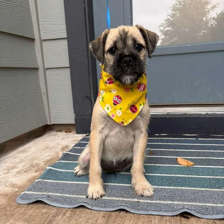 A baby medium-sized female Yellow / Tan / Blond / Fawn Terrier dog named Nurse Dana for adoption in Martinez, CA