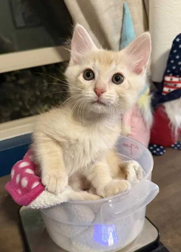 A baby small-sized male Domestic Short Hair cat named Dr Paul for adoption in Bonsall, CA
