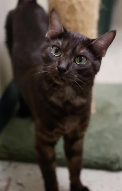 A young medium-sized female Domestic Short Hair cat named Calypso for adoption in Baraboo, WI