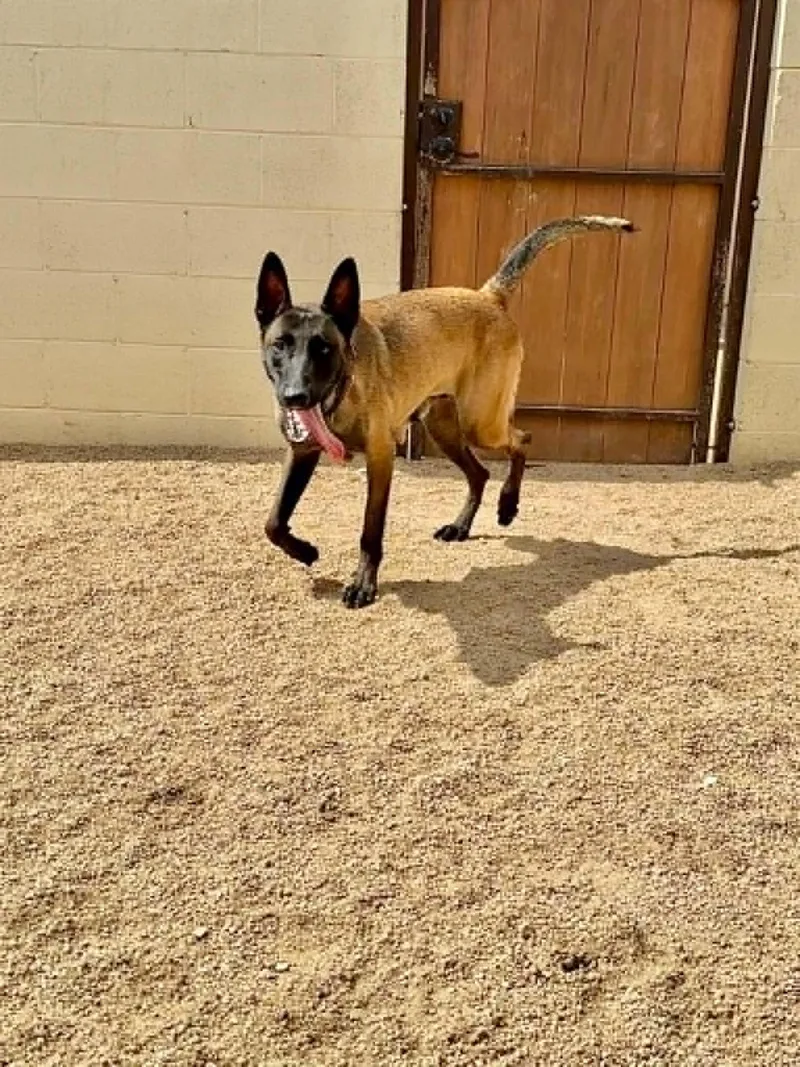 A young large-sized female Bicolor Belgian Shepherd / Malinois dog named Luna for adoption in Glendale, AZ